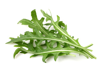 roquette.jpg