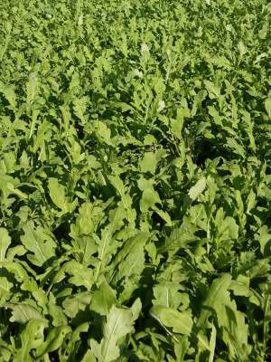 roquette.jpg